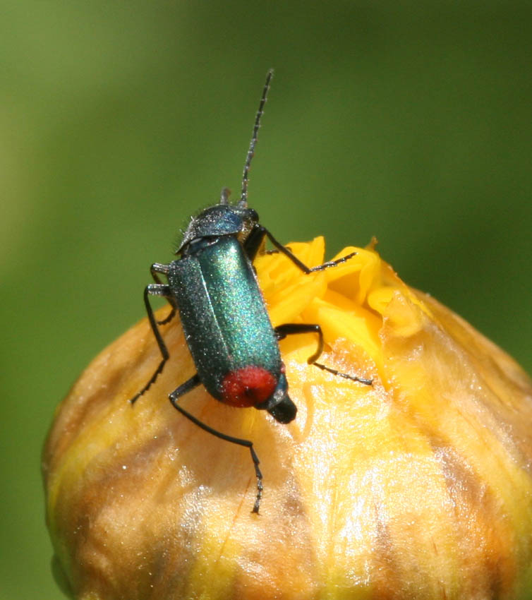 Clanoptilus spinipennis (cf.) della Sardegna